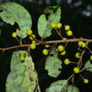 Image of Celastrus punctatus C. P. Thunberg ex A. Murray