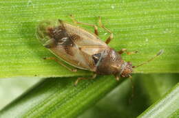 Image of Cymus aurescens Distant & W. L. 1883