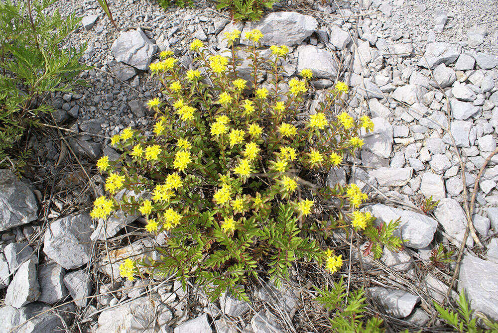 Image of Phedimus middendorfianus (Maxim.) H. 't Hart