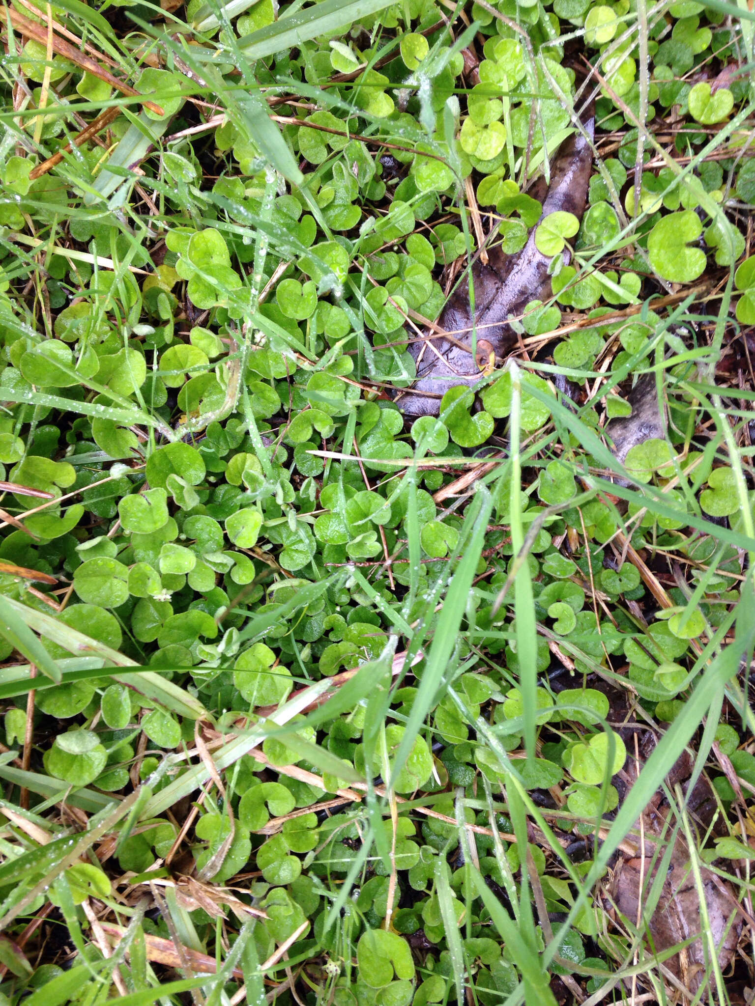 Image of Dichondra repens J. R. Forster & G. Forster