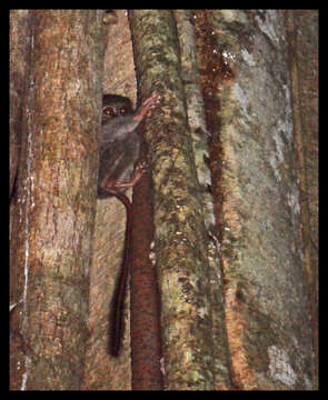 Image of Tarsius spectrumgurskyae Shekelle, Groves, Maryanto & Mittermeier 2017