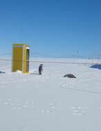 Image of Emperor Penguin