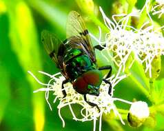 Image of jewel flies