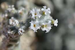 Image of Heliotropium tubulosum E. Mey. ex DC.