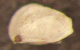 Image of Spinileberis hyalina Watling 1970