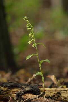 Image of Epipactis albensis Nováková & Rydlo