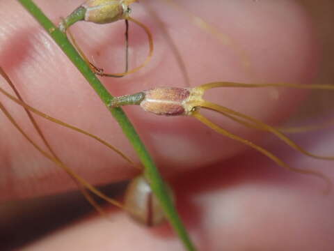 Image of Stenopetalum filifolium Benth.