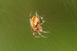 Image of Arabesque Orbweaver