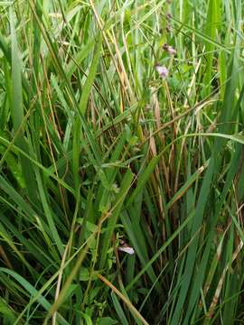 Image of lesser skullcap