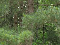 Image of Korean Pine