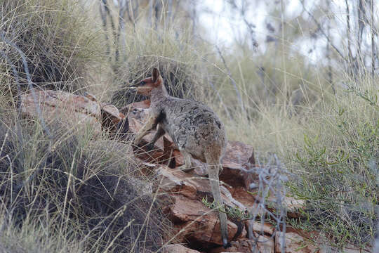 Image of Purple-necked Rock Wallaby