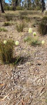 <i>Ptilotus macrocephalus</i>的圖片