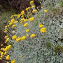 Image of Helichrysum montanum DC.