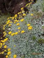 Image of Helichrysum montanum DC.