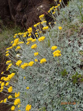 Image of Helichrysum montanum DC.