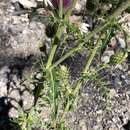 Image of Cirsium arizonicum var. tenuisectum D. J. Keil