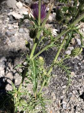 Image of Cirsium arizonicum var. tenuisectum D. J. Keil