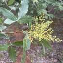 Sivun Searsia magalismontana subsp. coddii (R. Fern. & A. Fern.) Moffett kuva