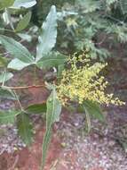 Image de Searsia magalismontana subsp. coddii (R. Fern. & A. Fern.) Moffett