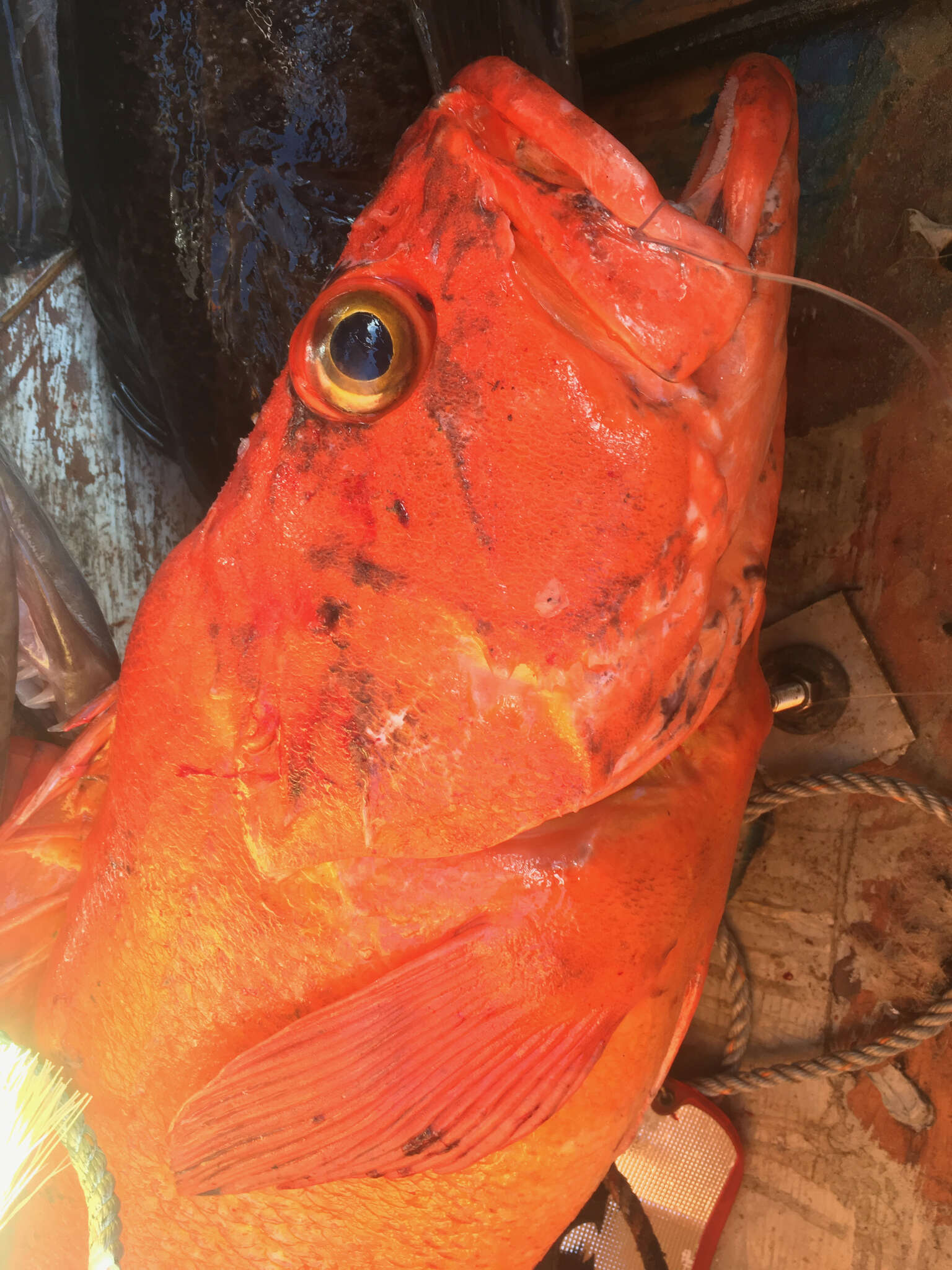 Image of Yelloweye rockfish