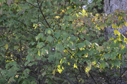 Acer glabrum var. douglasii (Hook.) Dippel resmi