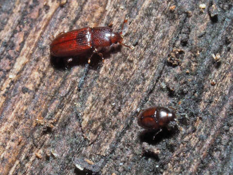 Image of Cerylon ferrugineum Stephens 1830