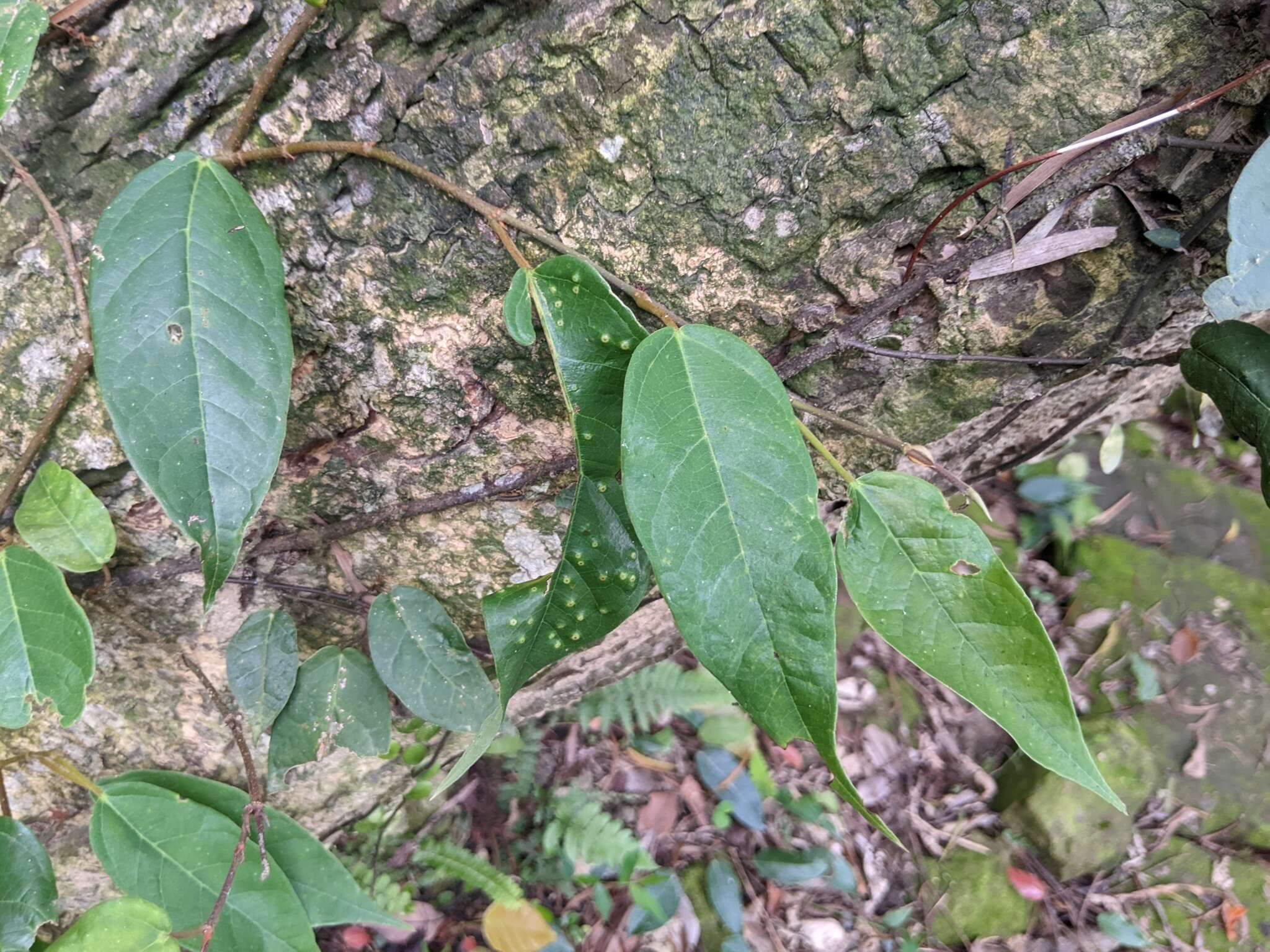 Image of Ficus sarmentosa Buch. ex J. E. Smith