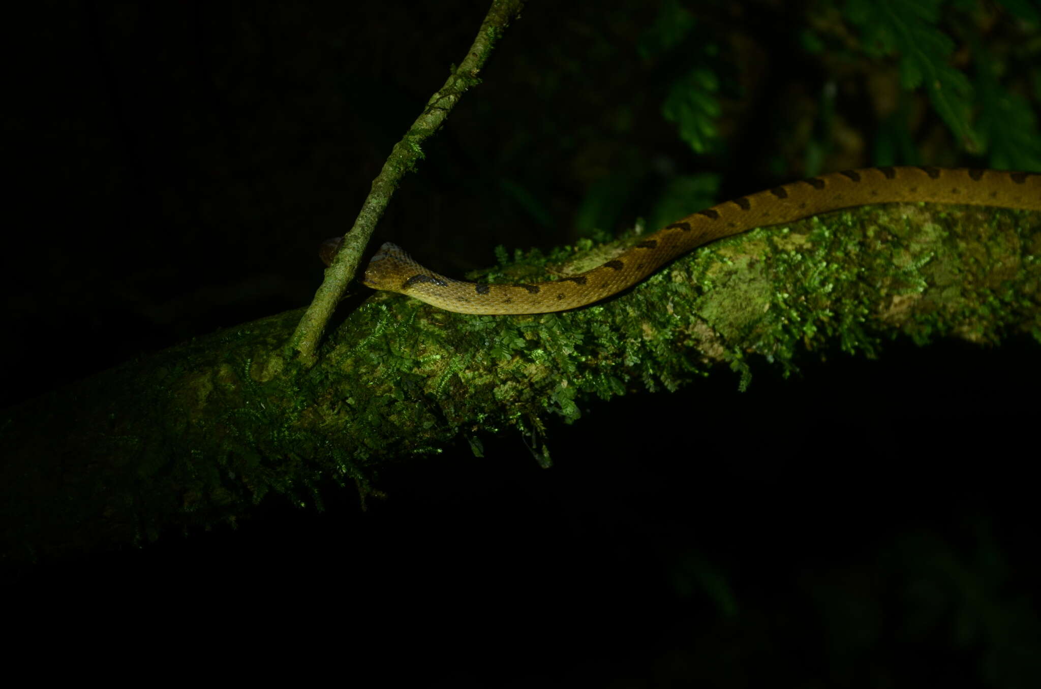 Sivun Leptodeira polysticta Günther 1885 kuva