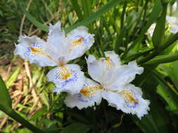 Sivun Iris japonica Thunb. kuva