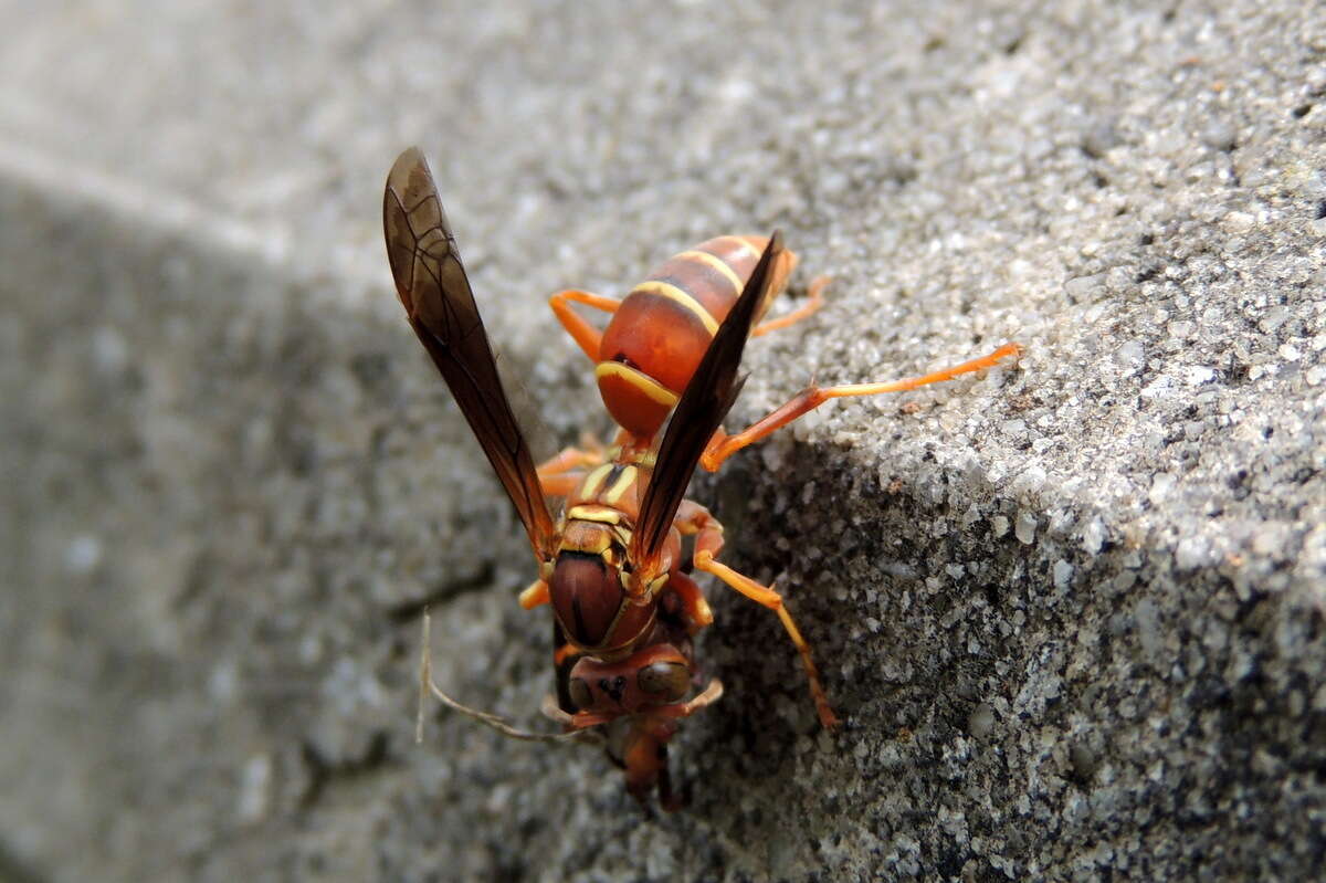 Image of Polistes bellicosus Cresson 1872