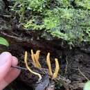 Plancia ëd Ophiocordyceps melolonthae (Tul. & C. Tul.) G. H. Sung, J. M. Sung, Hywel-Jones & Spatafora 2007