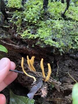 Plancia ëd Ophiocordyceps melolonthae (Tul. & C. Tul.) G. H. Sung, J. M. Sung, Hywel-Jones & Spatafora 2007