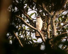 Image of White-browed Hawk