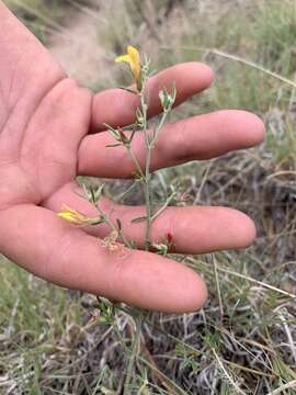 Image of <i>Acmispon wrightii</i>