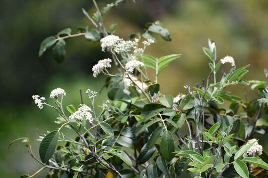 Image of Rhus vestita Loes.