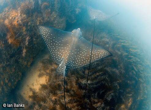 Image of Ocellated Eagle Ray