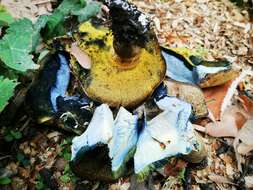 Image of Cyanoboletus