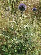 Image de Echinops bovei Boiss.