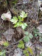 Image of Idaho goldthread