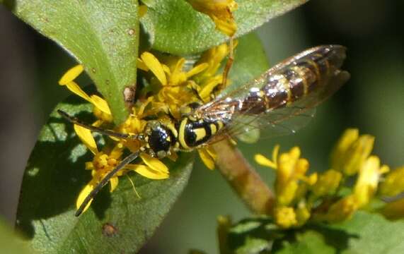 Myzinum dubiosum (Cresson 1872)的圖片