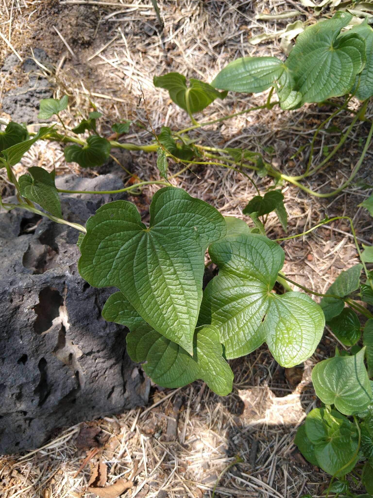 Image of Dioscorea galeottiana Kunth