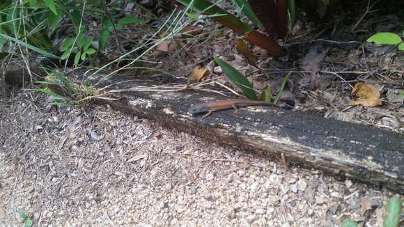 Image of Open-litter Rainbow-skink