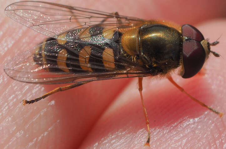 صورة <i>Lapposyrphus lapponicus</i>