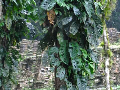 Image of Monstera acuminata K. Koch