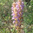 Image of Phelipanche arenaria (Borkh.) Pomel