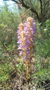 Image of Phelipanche arenaria (Borkh.) Pomel