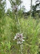 Слика од Liatris elegans (Walt.) Michx.