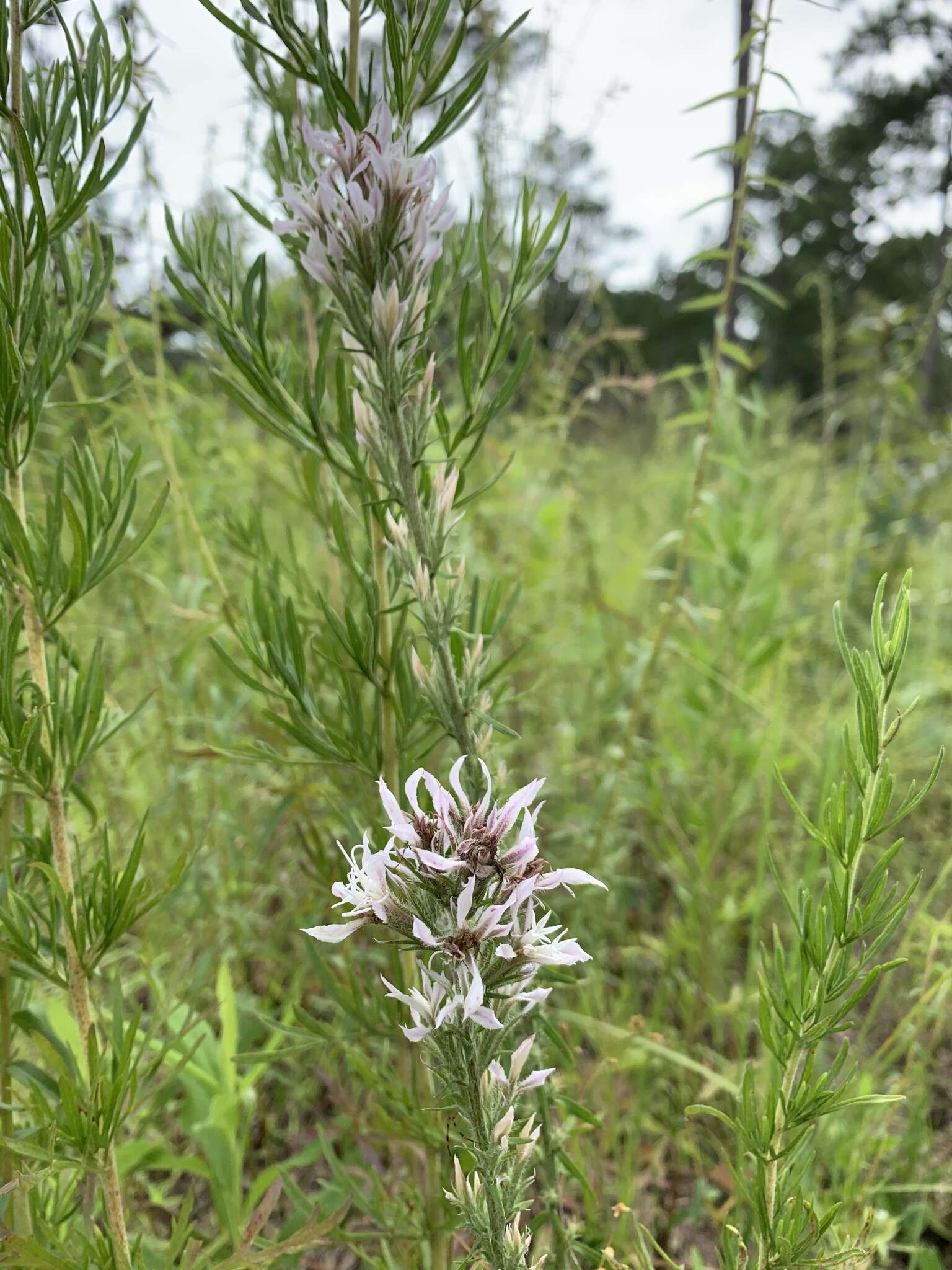 Image de Liatris elegans (Walt.) Michx.