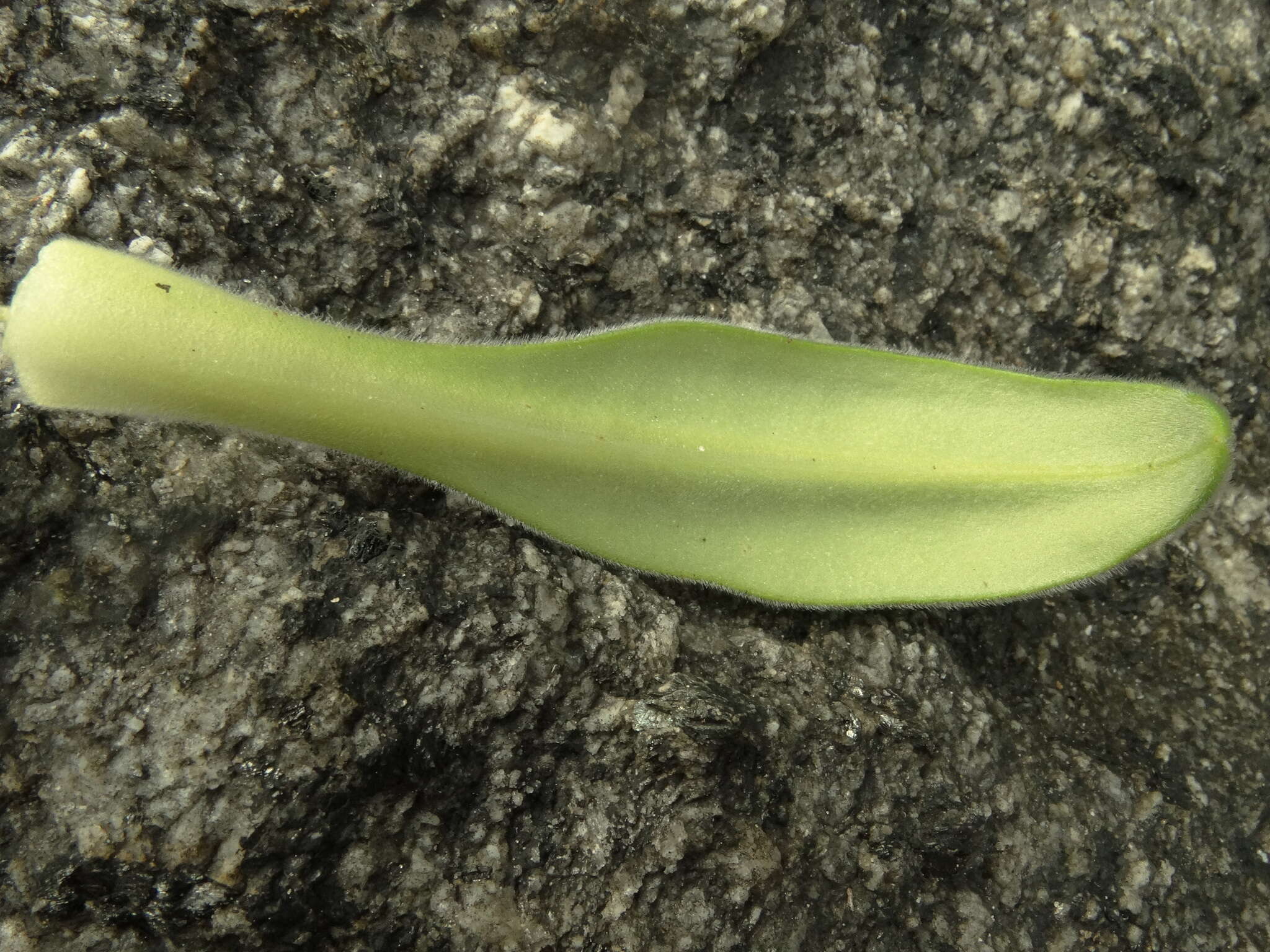 Image of Myosotis rakiura L. B. Moore