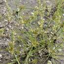 Image of Fern Flat Sedge